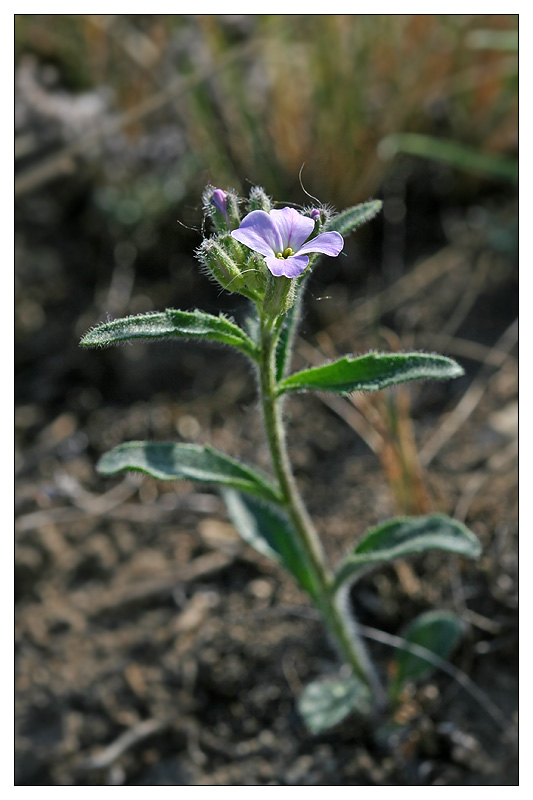 Image of Clausia aprica specimen.