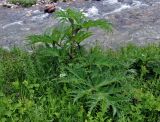 Heracleum mantegazzianum