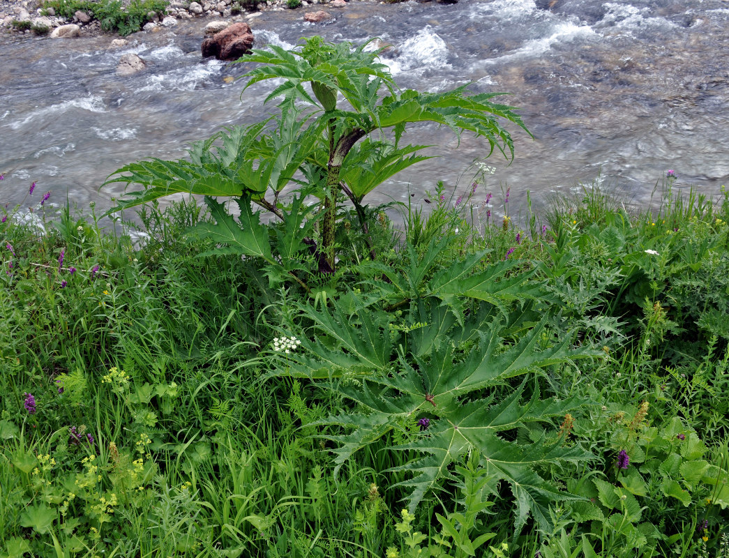 Изображение особи Heracleum mantegazzianum.