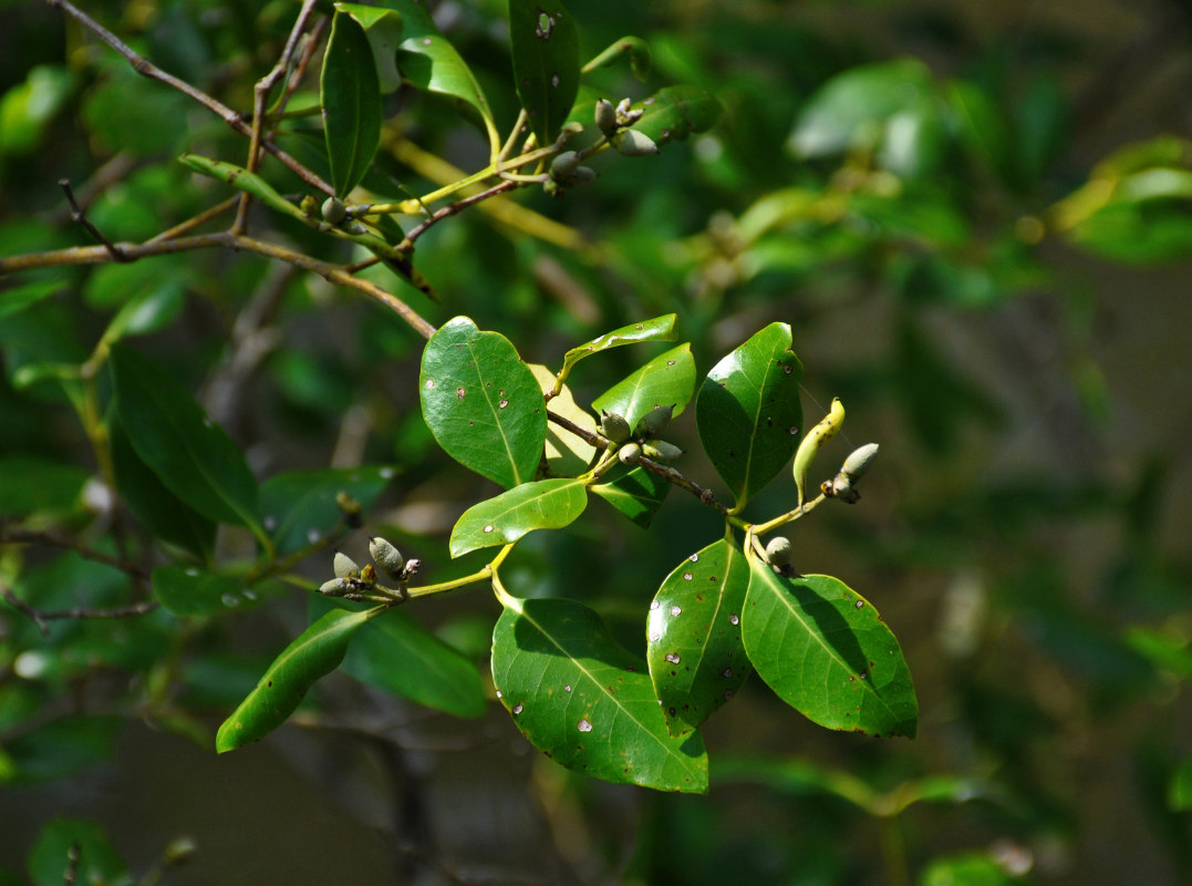 Image of Avicennia marina specimen.