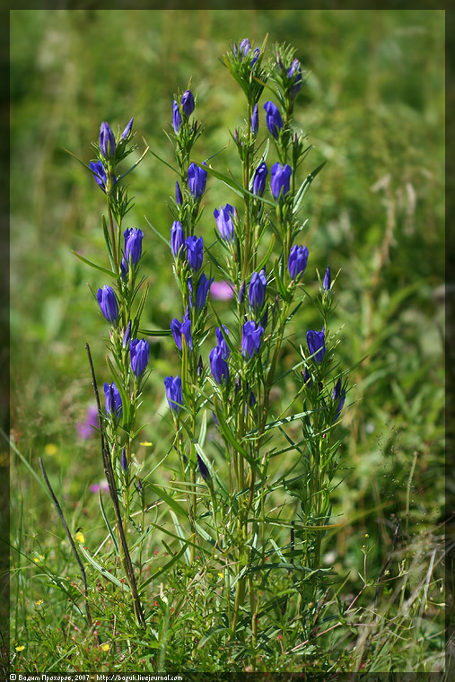 Image of Gentiana pneumonanthe specimen.