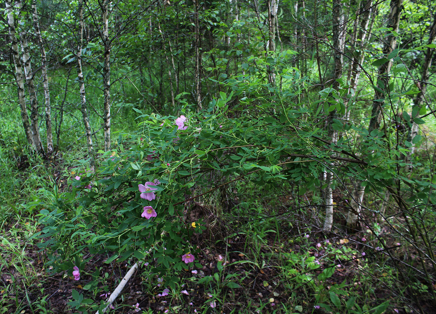 Image of Rosa cinnamomea specimen.