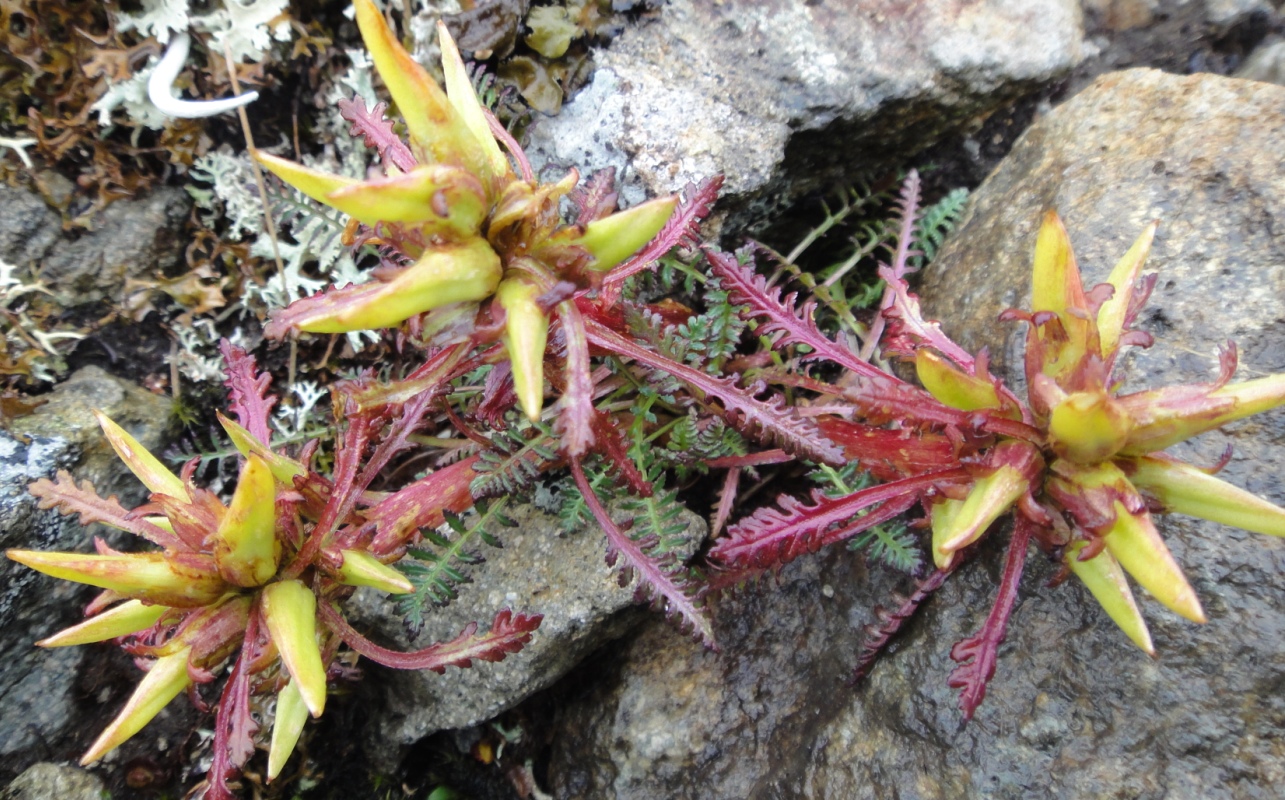 Изображение особи Pedicularis ochotensis.