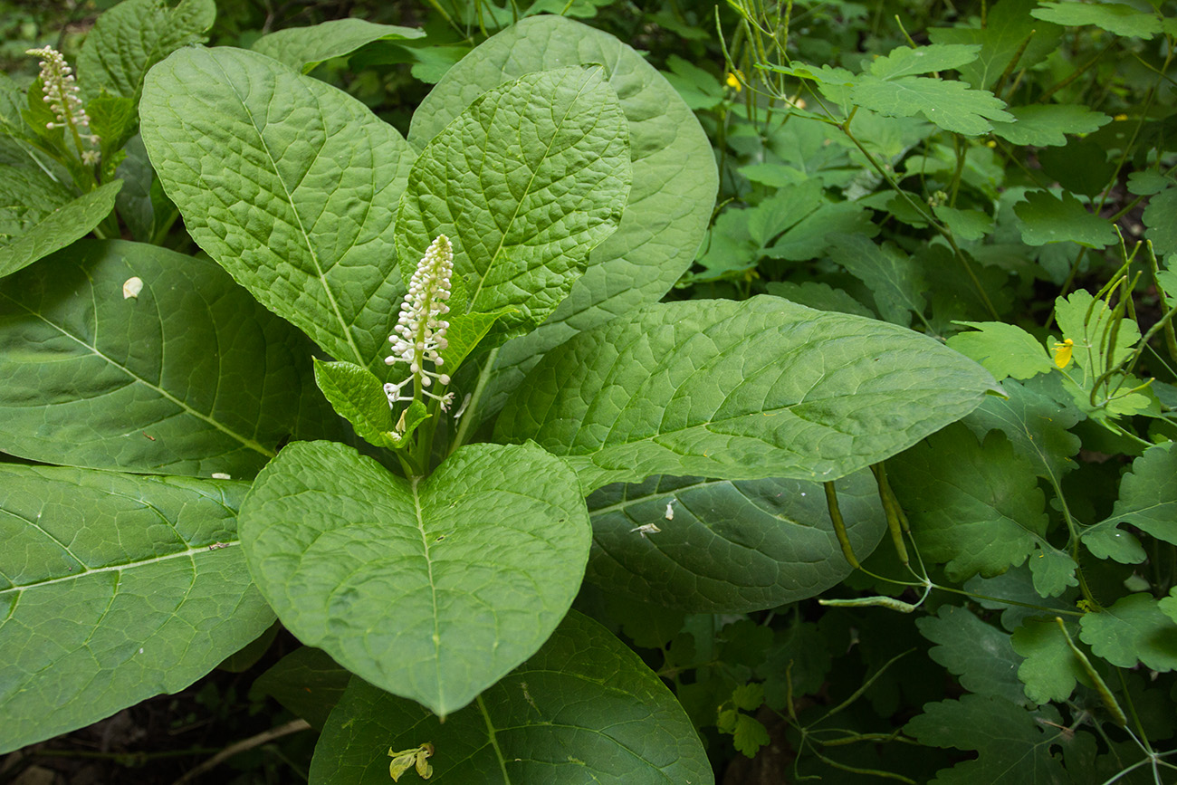 Image of Phytolacca acinosa specimen.