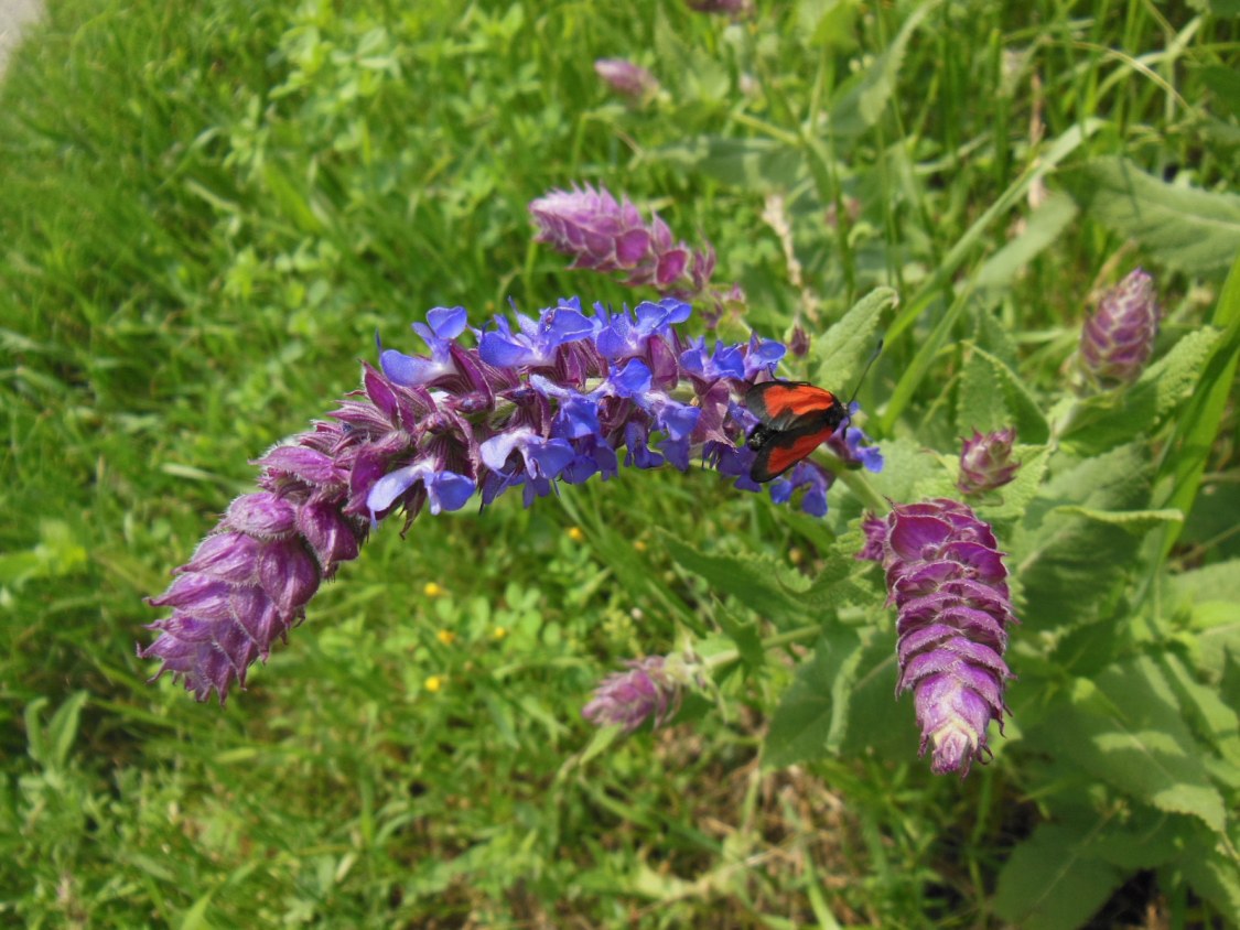 Изображение особи Salvia tesquicola.