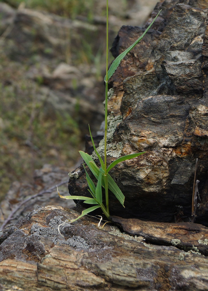 Image of Setaria viridis specimen.