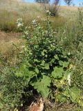 Arctium tomentosum