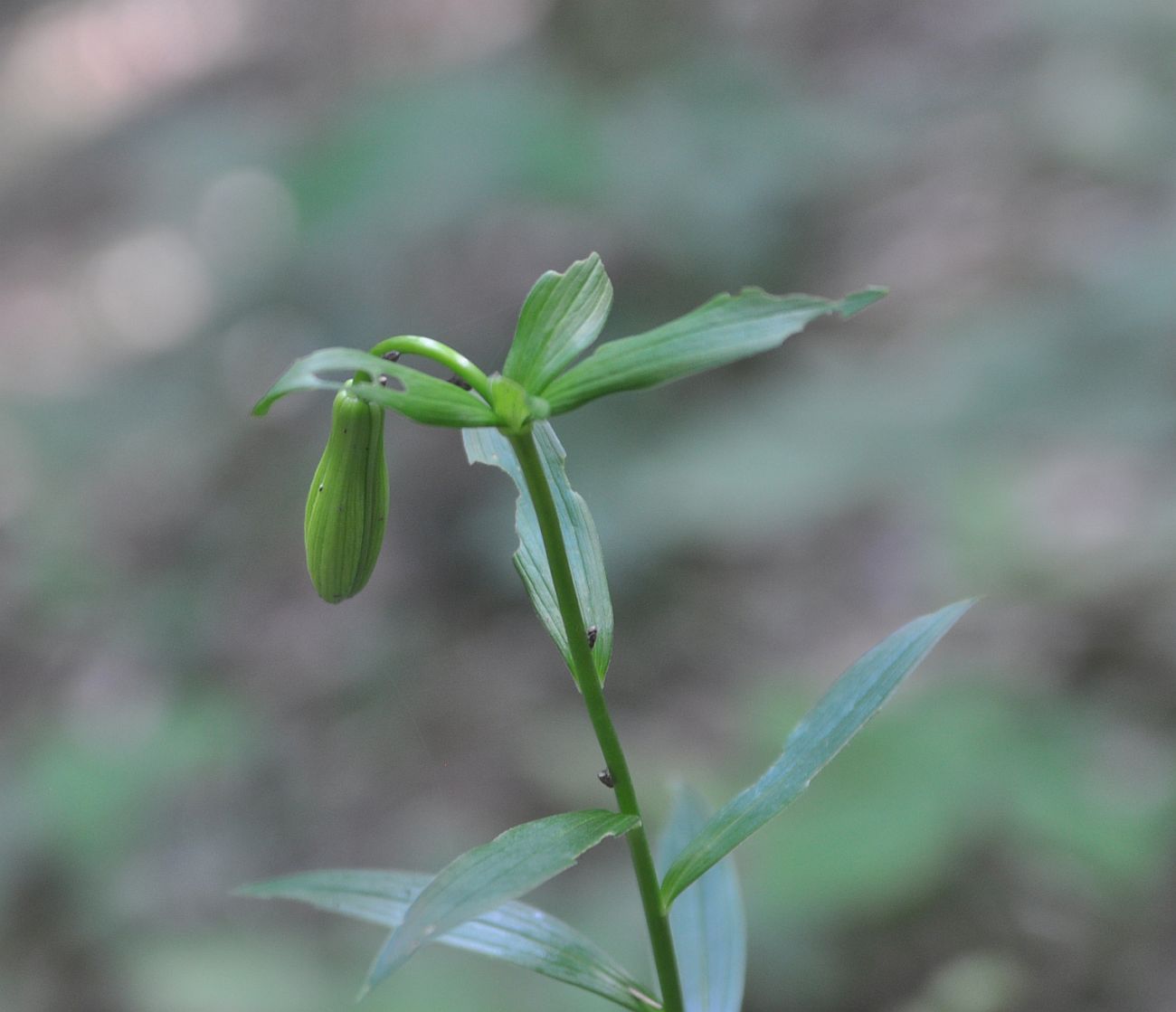 Image of Lilium szovitsianum specimen.