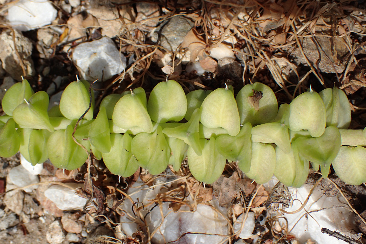 Image of genus Leopoldia specimen.