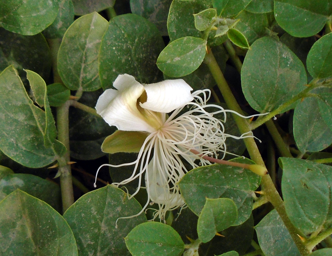 Image of Capparis herbacea specimen.