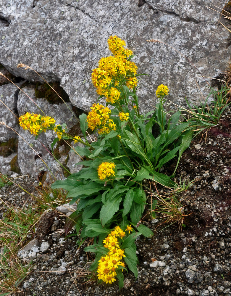 Изображение особи Solidago virgaurea ssp. lapponica.