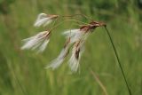 Eriophorum komarovii. Верхушка побега с соплодием. Амурская обл., Сковородинский р-н, трасса Амур, граница области с Забайкальским краем, придорожная канава. 03.07.2016.