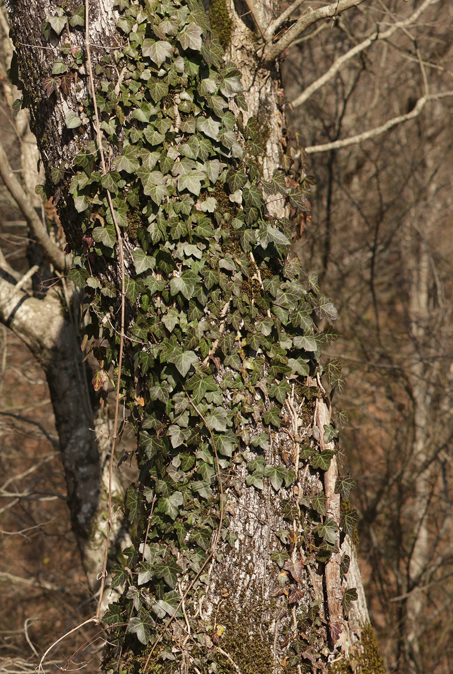 Image of Hedera helix specimen.