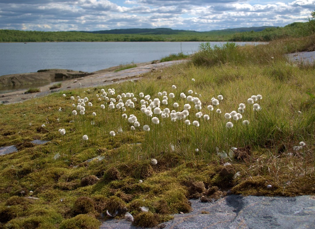 Image of Eriophorum scheuchzeri specimen.