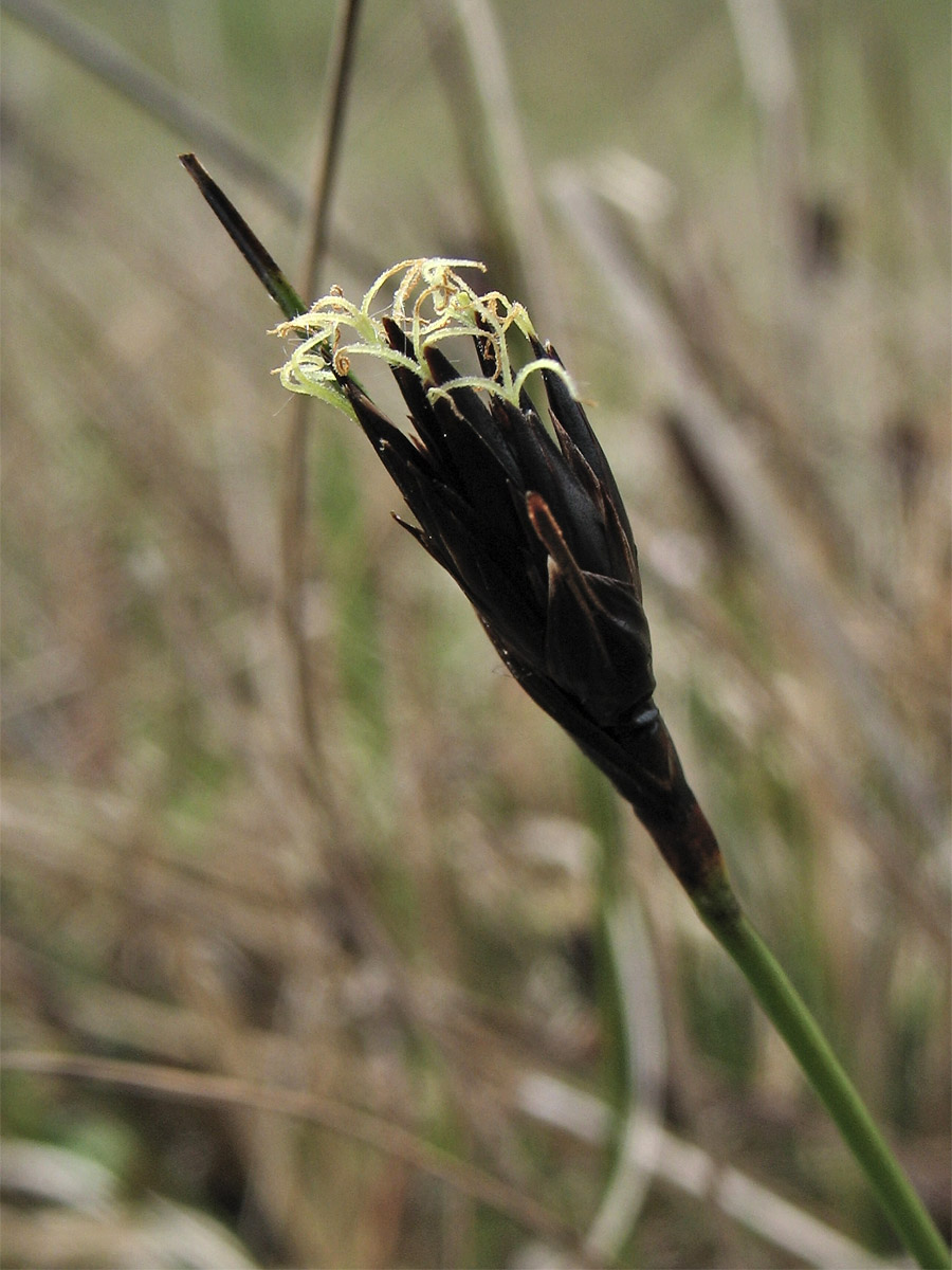 Изображение особи Schoenus nigricans.