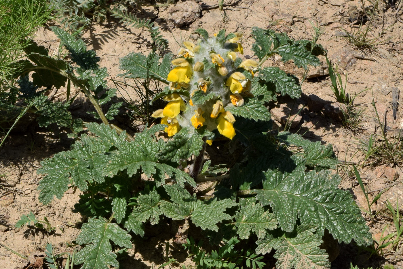 Image of Phlomoides speciosa specimen.