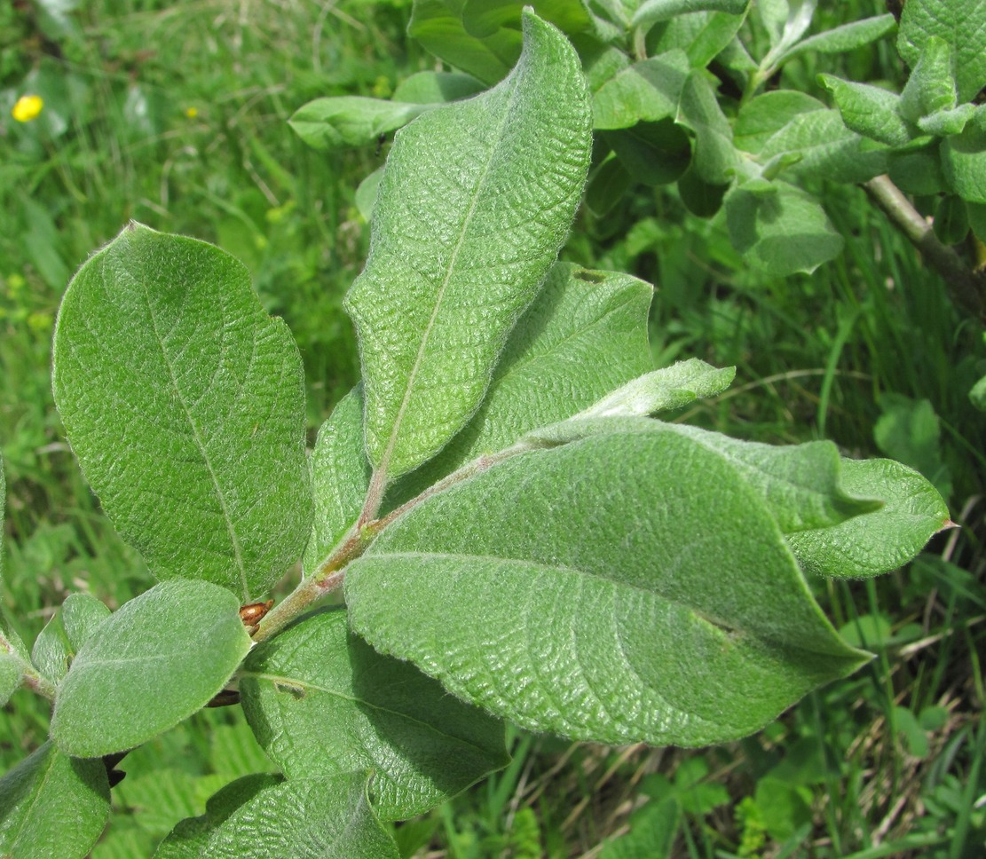 Image of Salix kuznetzowii specimen.