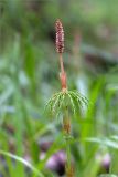 Equisetum sylvaticum. Верхушка побега со стробилом. Ломоносовский р-н, влажный берег р. Шингарка, обочина грунтовой дороги. 25.05.2019.