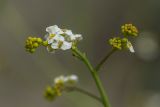 Crambe koktebelica. Верхушка соцветия с бутонами и распустившимися цветками. ЮВ Крым, окр. пос. Коктебель, приморский каменистый склон. 02.05.2019.