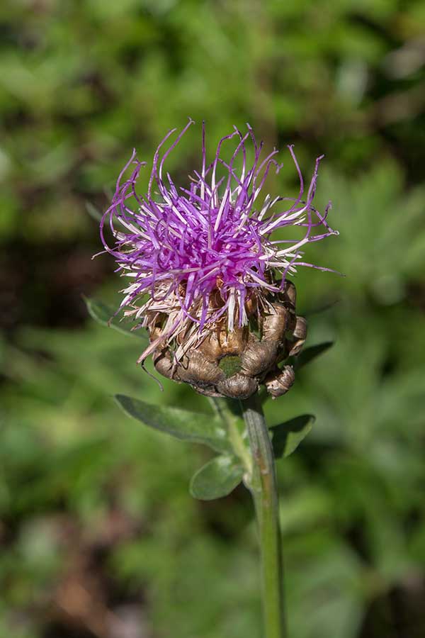 Image of Stemmacantha uniflora specimen.