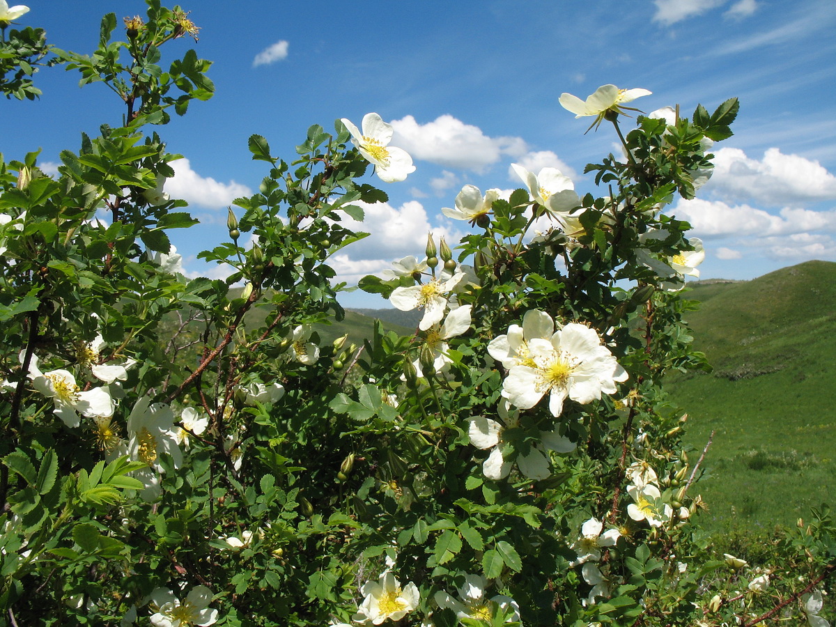 Image of Rosa spinosissima specimen.