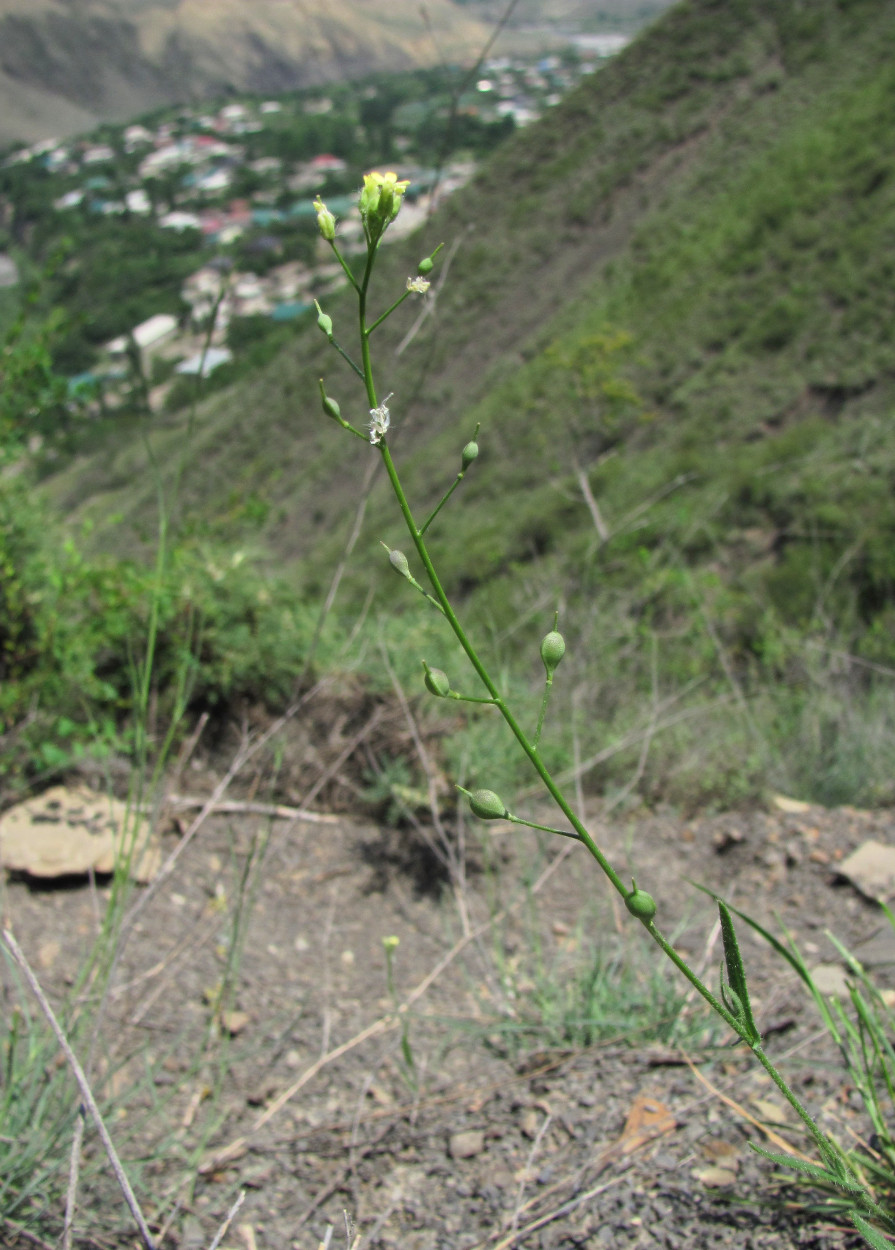 Image of Camelina microcarpa specimen.