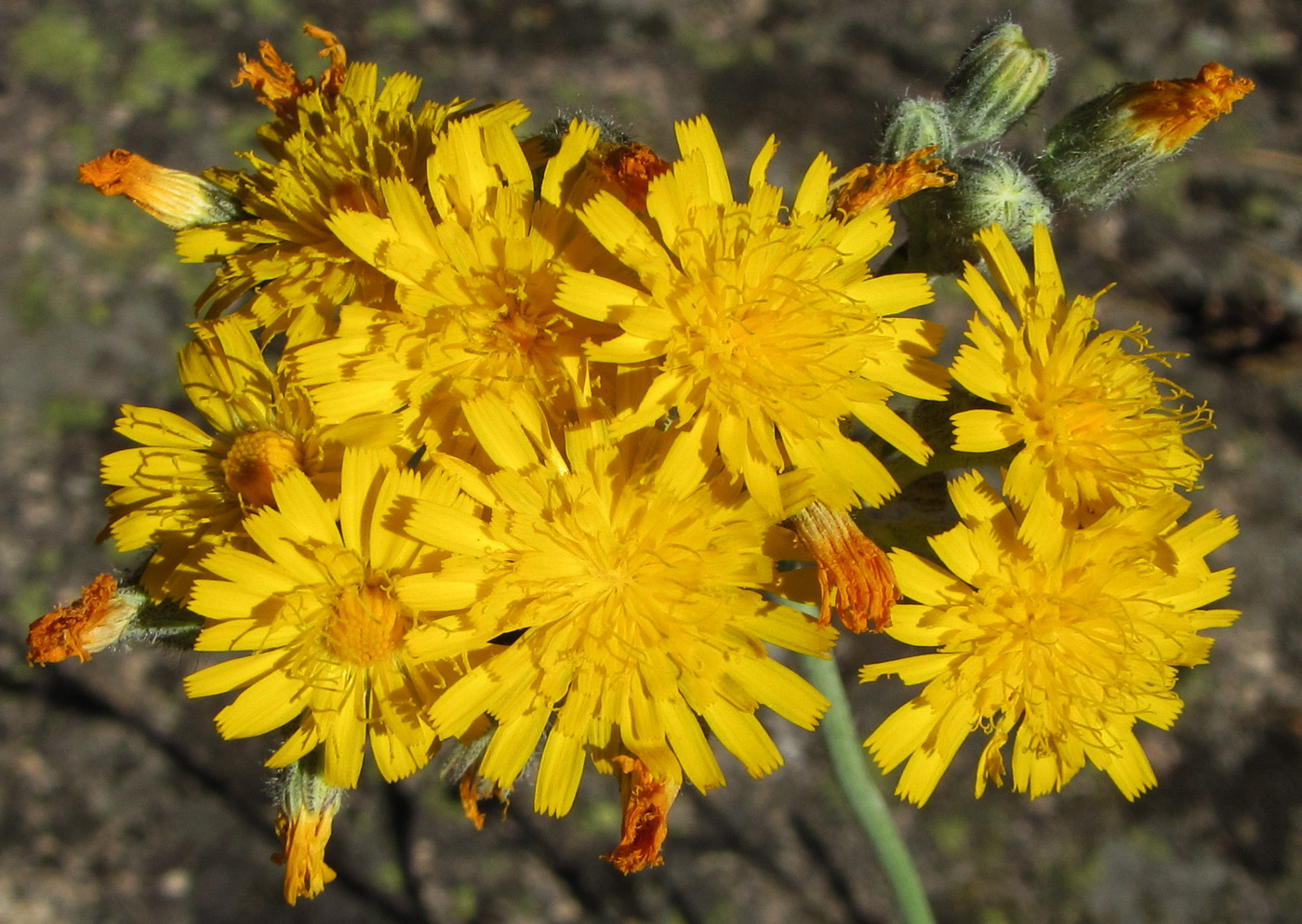 Изображение особи Pilosella echioides.