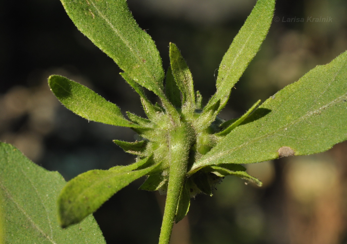 Image of genus Carpesium specimen.