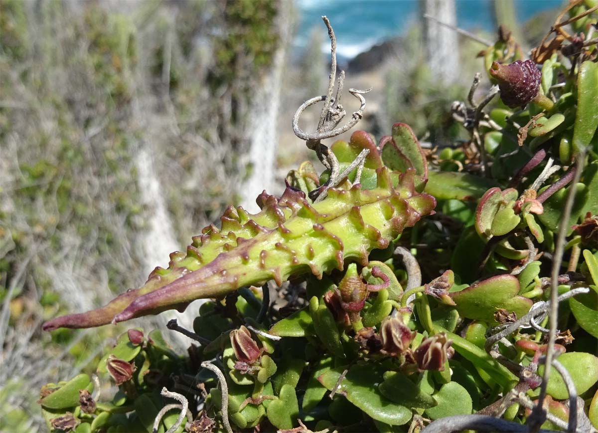 Изображение особи Diplolepis boerhaviifolia.