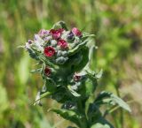 Cynoglossum officinale