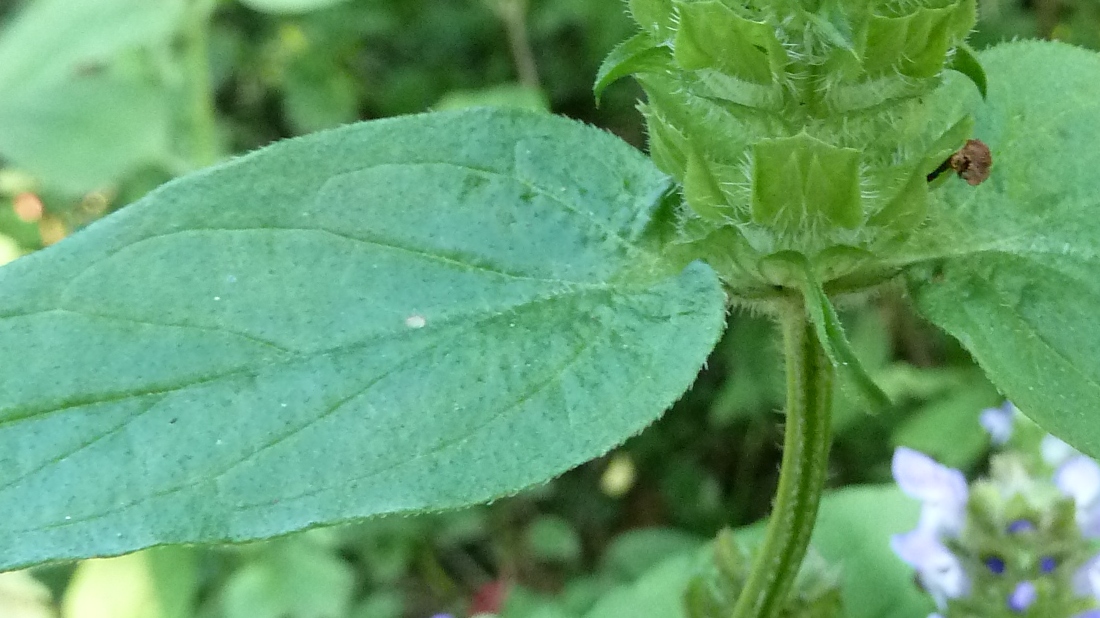 Image of Prunella vulgaris specimen.