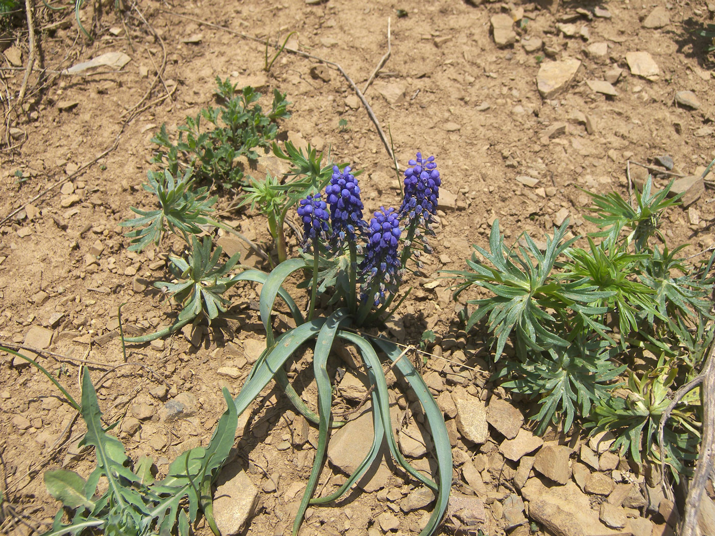 Изображение особи Muscari armeniacum.