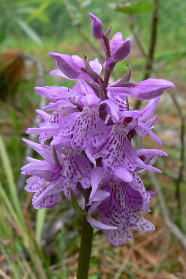 Image of Dactylorhiza fuchsii specimen.