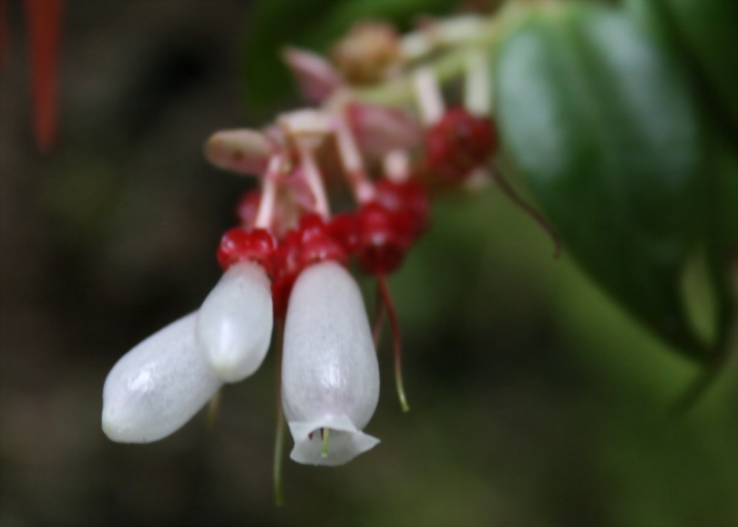 Изображение особи Cavendishia melastomoides var. albiflora.
