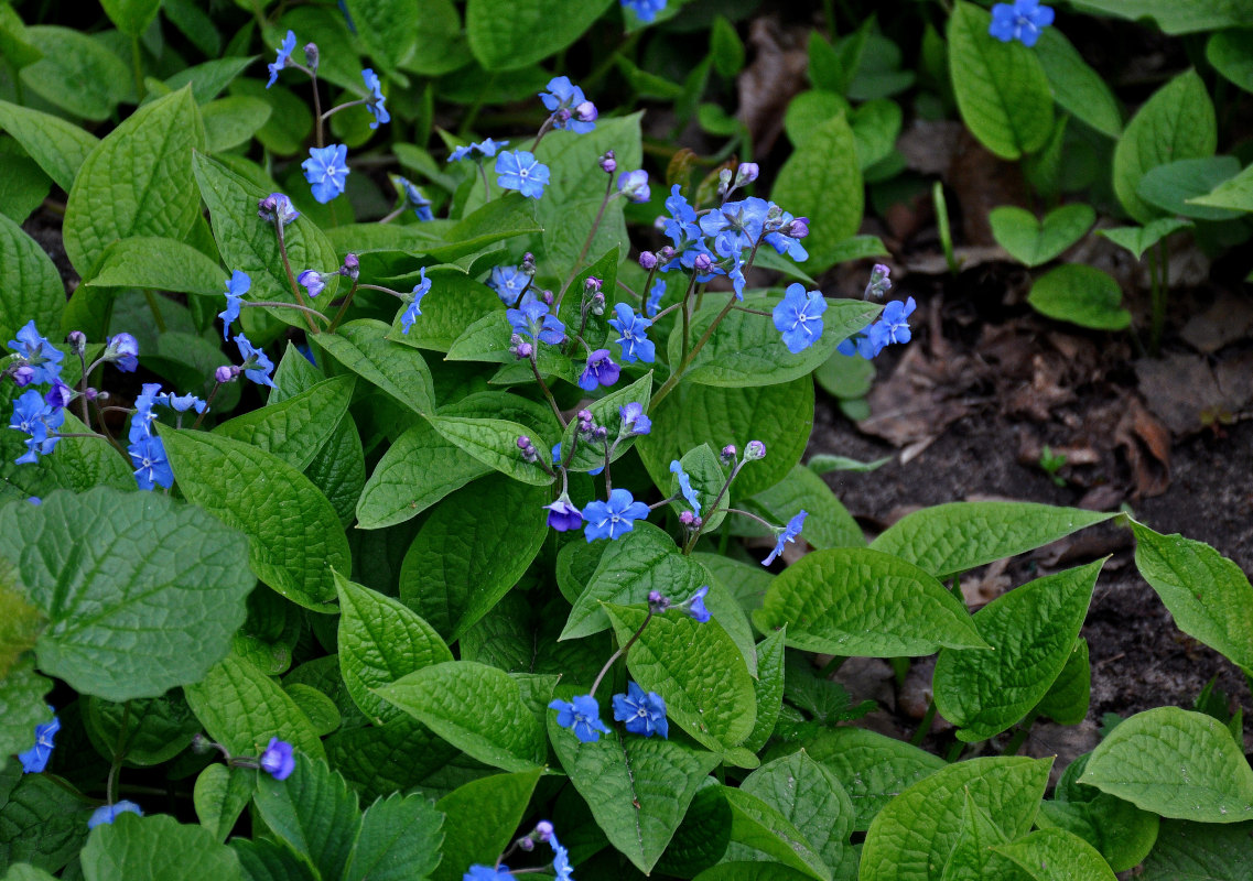 Изображение особи Omphalodes verna.