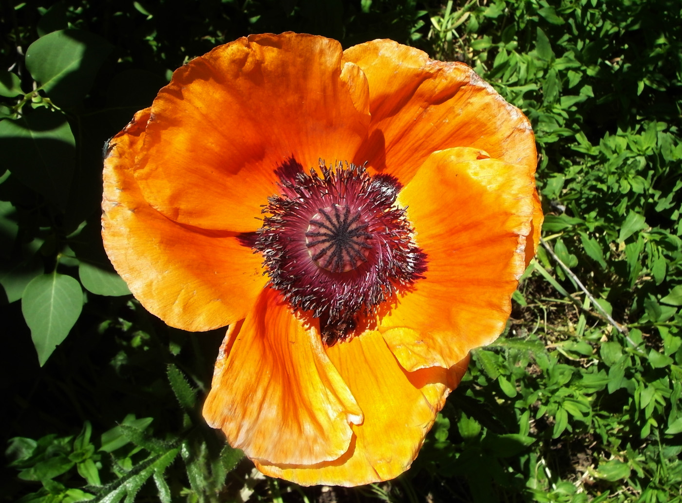 Image of Papaver setiferum specimen.