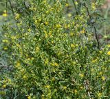 Tetragonia calycina. Часть цветущего растения; справа - часть побега Vachella erioloba. Намибия, регион Khoma, ок. 40 км от г. Виндхук, 2 км севернее \"Eagle Rock Guest Farm\"; плато Khomas, ок. 1900 м н. у. м., саванновое редколесье. 27.02.2020.