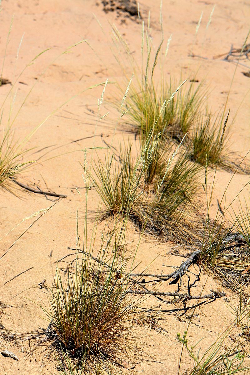 Image of Festuca sabulosa specimen.