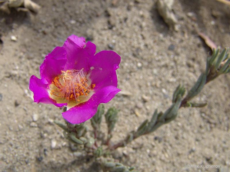 Изображение особи Portulaca grandiflora.