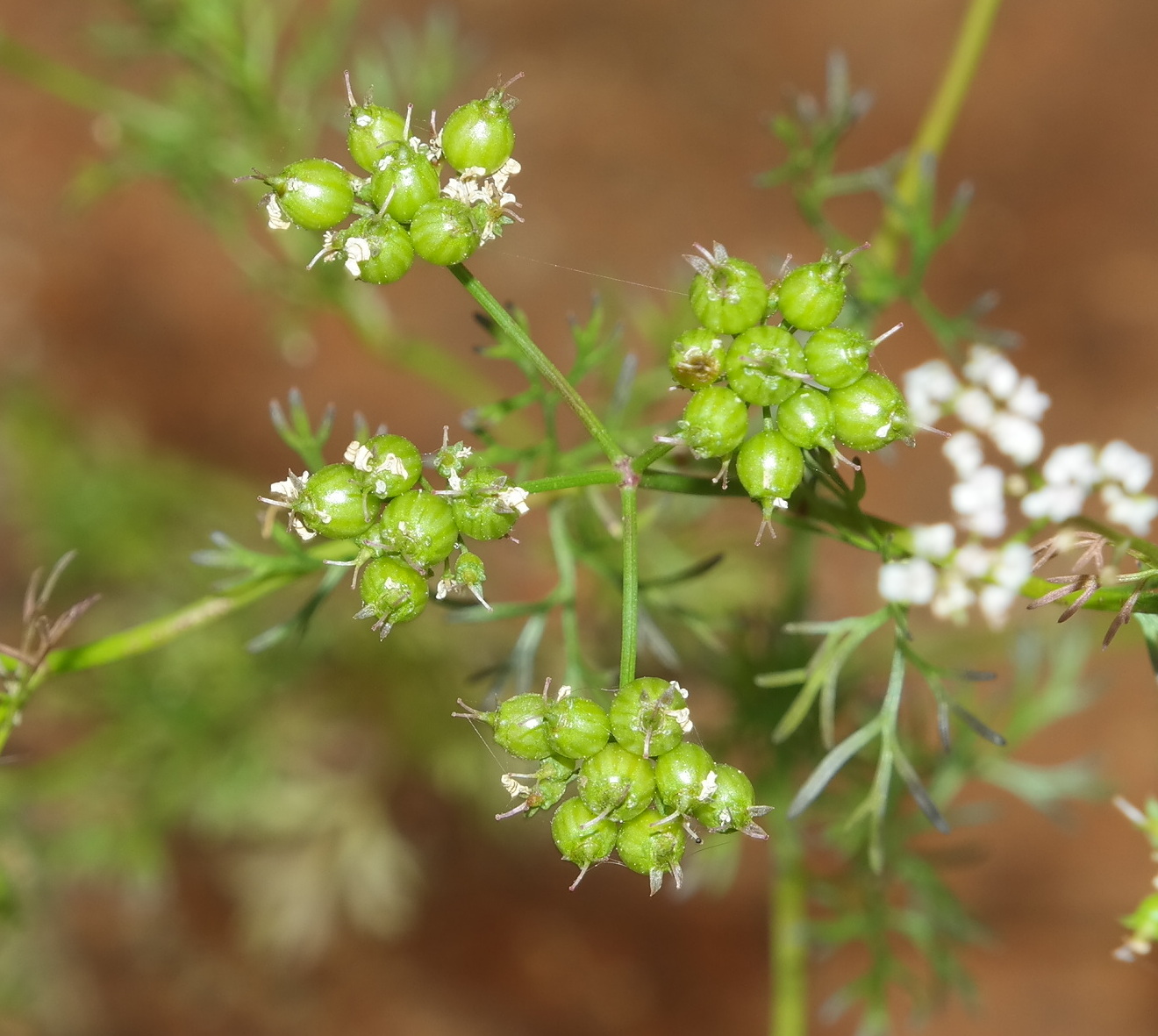 Image of Coriandrum sativum specimen.