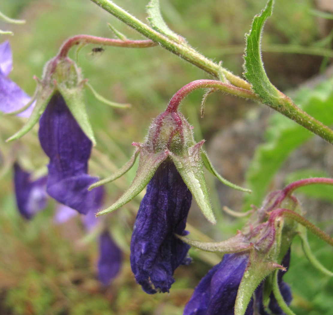 Image of Campanula sarmatica specimen.