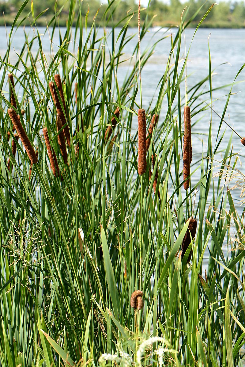 Image of Typha angustifolia specimen.