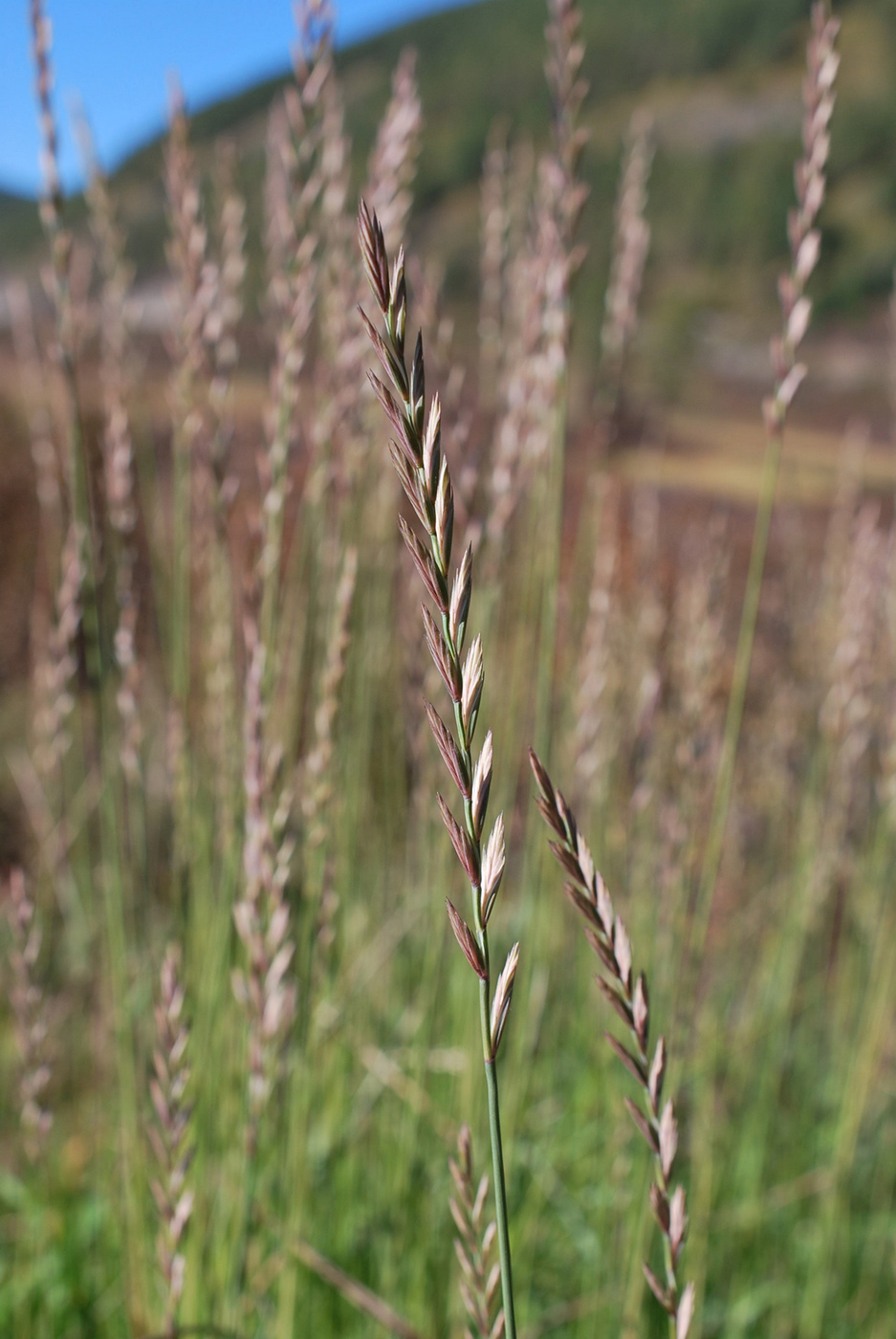 Изображение особи Elytrigia repens.