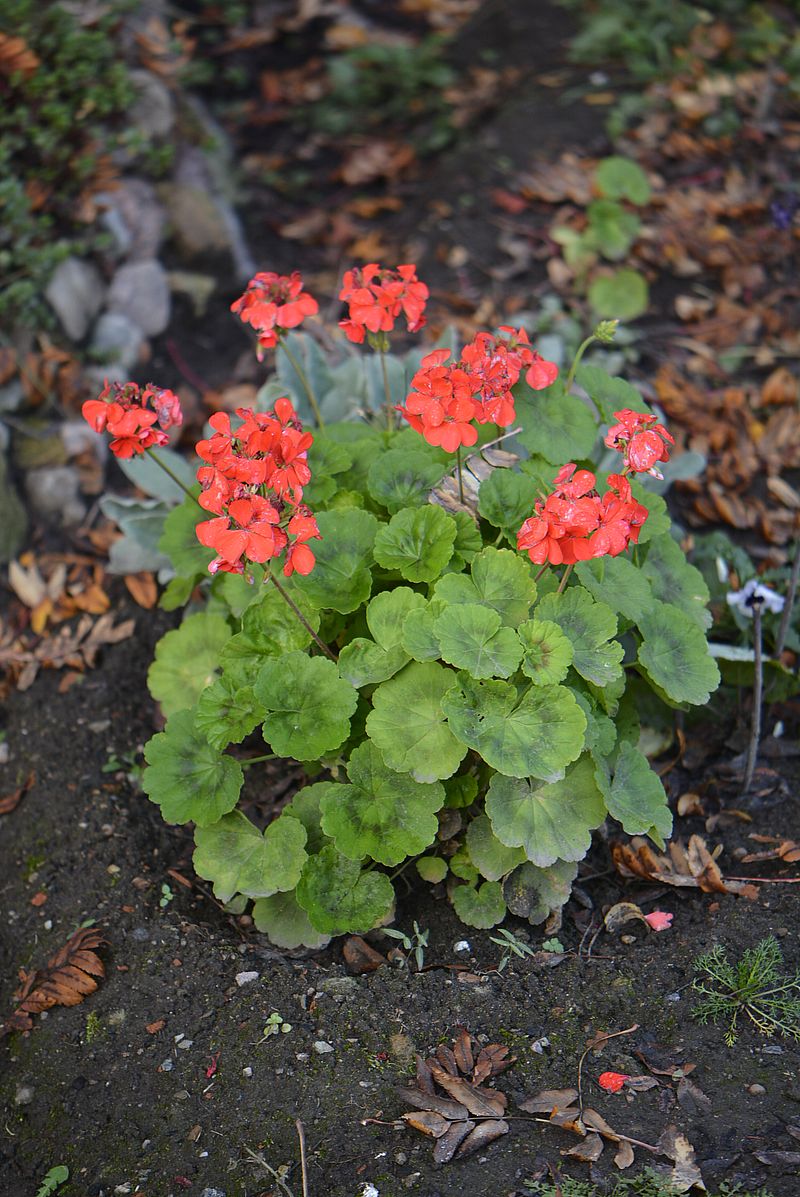 Изображение особи Pelargonium hortorum.