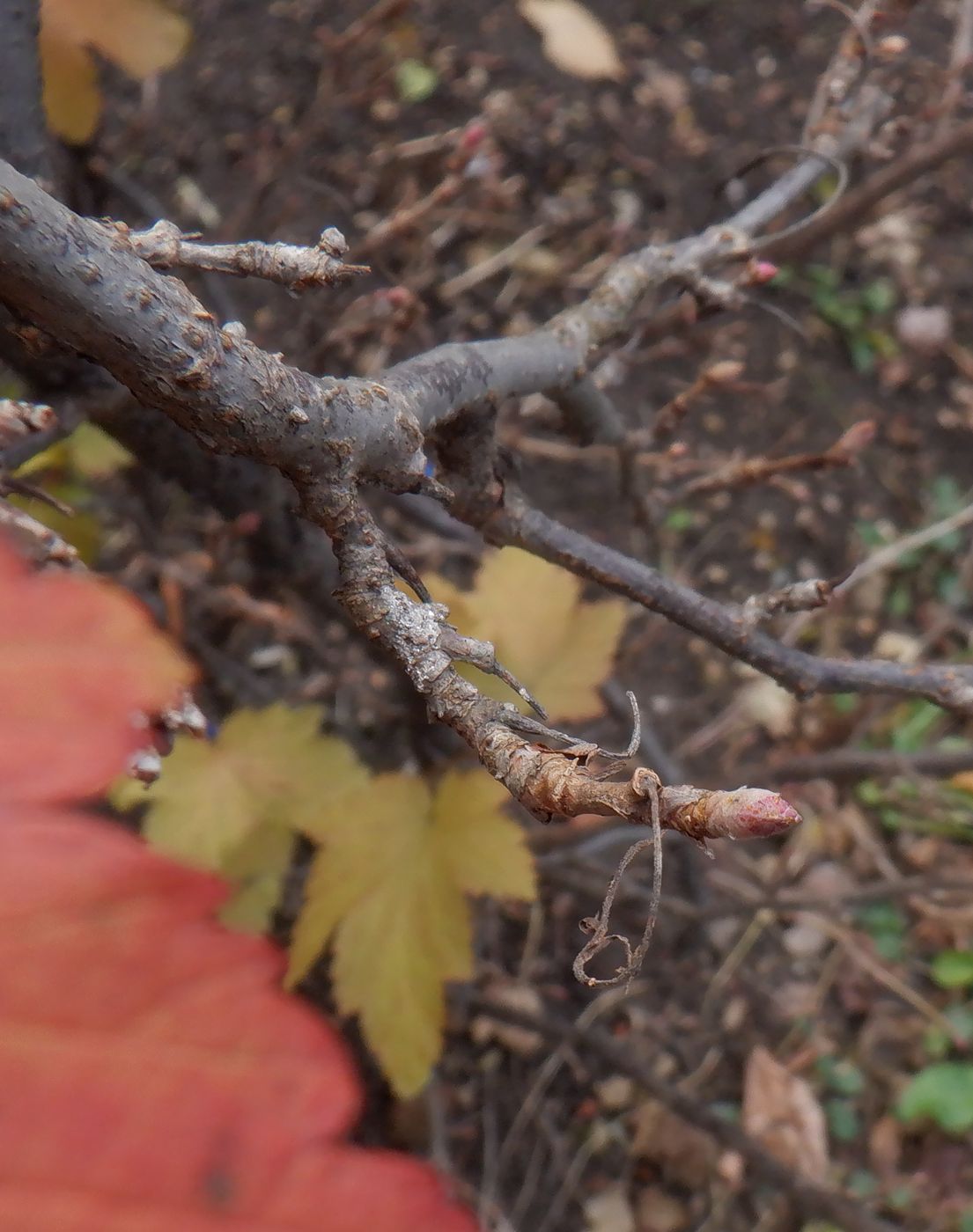 Image of Ribes americanum specimen.