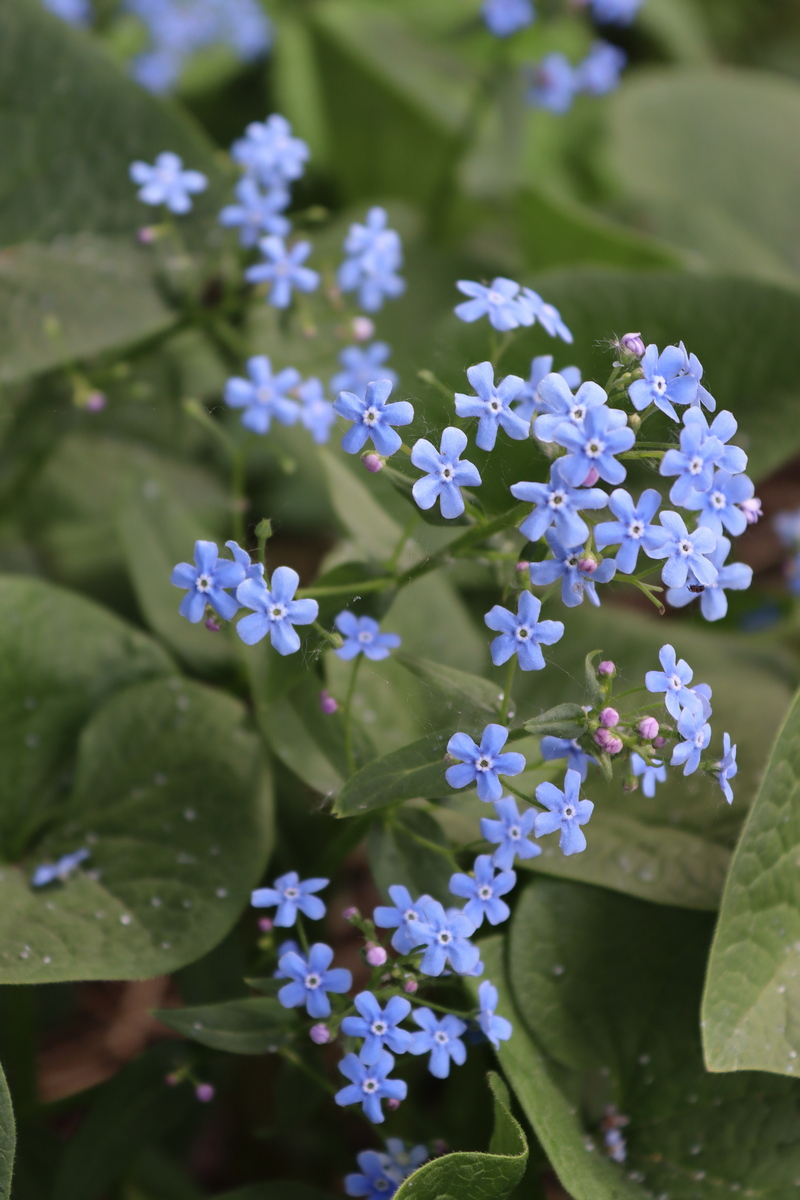 Image of Brunnera sibirica specimen.