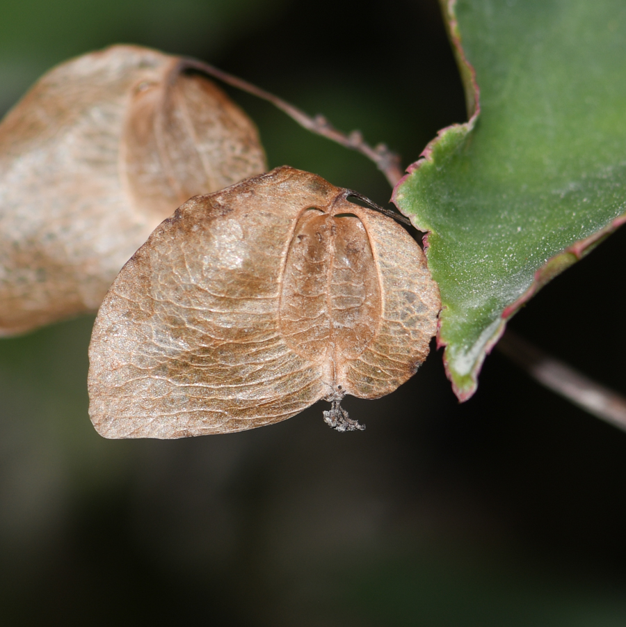 Изображение особи род Begonia.