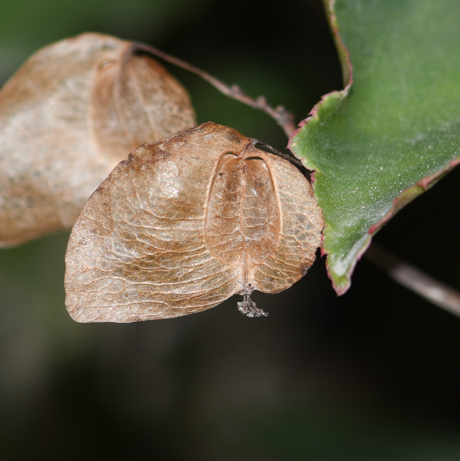 Image of genus Begonia specimen.