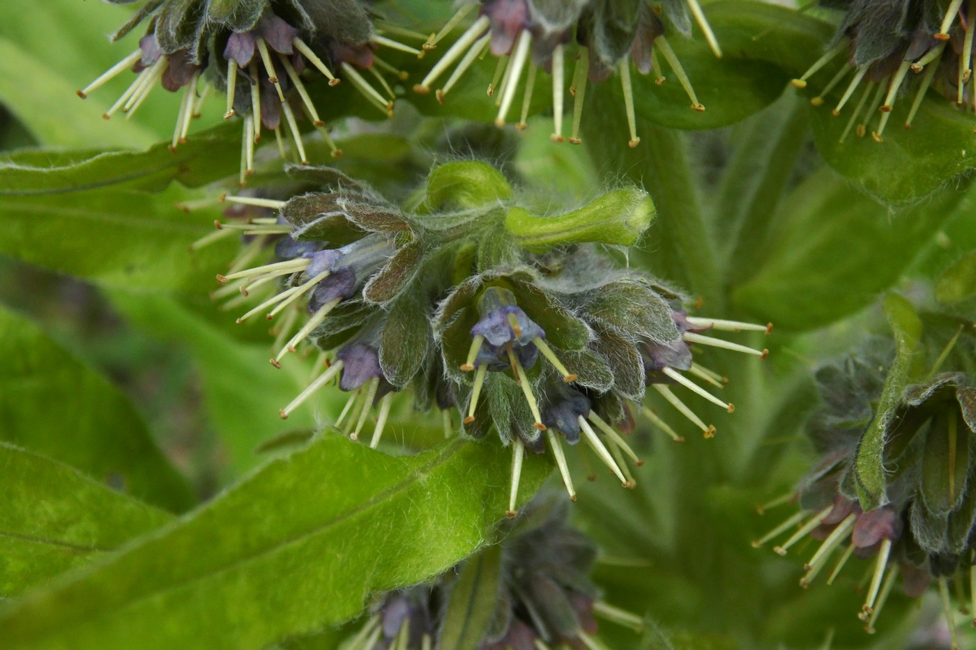 Изображение особи Solenanthus biebersteinii.