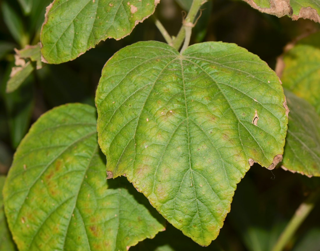 Image of Hibiscus calyphyllus specimen.